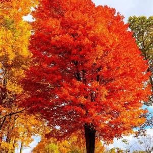 Meet your Posher, Wanda